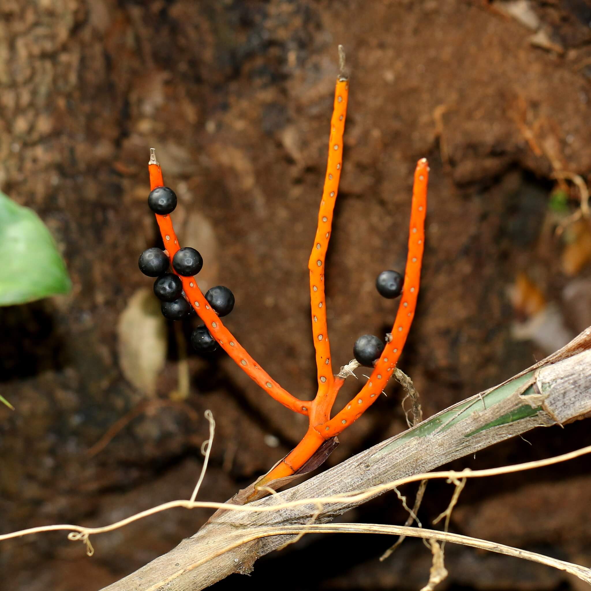 Chamaedorea seifrizii